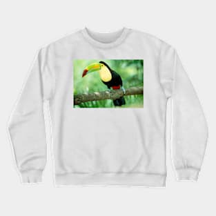 Keel-billed toucan (Ramphastos sulfuratus) in tree (Z888/0001) Crewneck Sweatshirt